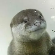 ぽろりの画像