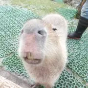 ichiの画像