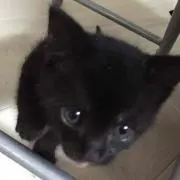 みん