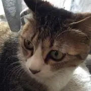 あきPの画像