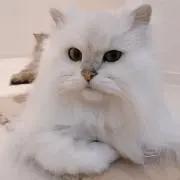あや