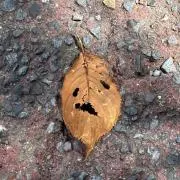 おにぎりくんの画像