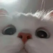 nanaの画像