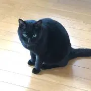 HM