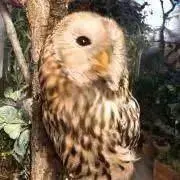 さやかの画像
