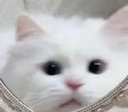 に。