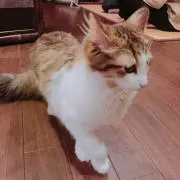 にゃんの画像
