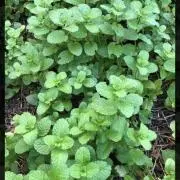 mintの画像