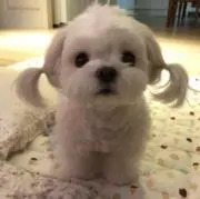 MIIの画像