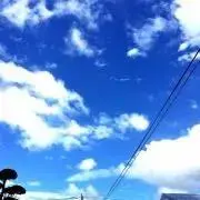 葵の画像