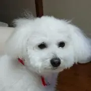 かこ