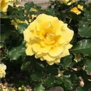 小夏の画像