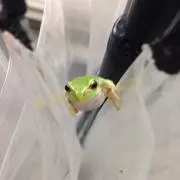 きよ