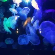 シロクマの画像