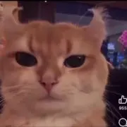 Soy