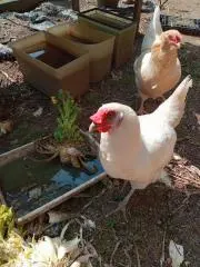 chickの画像