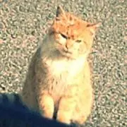 リト