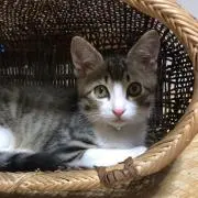 micoの画像