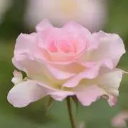 さくらの画像