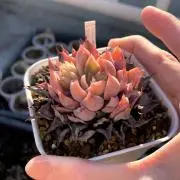 ぺんたにく　値下げ中の画像