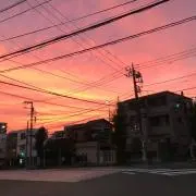 ぴっぴの画像