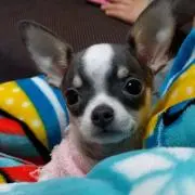 ぺこちゃんの画像