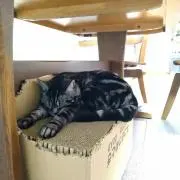 るー