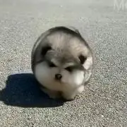 あびたんの画像