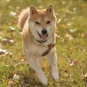 tetuの画像