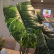 緑