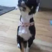 kyaoru