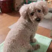 ハレラニ