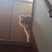 musiaの画像