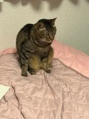 みみの画像