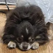 たるちゃんの画像