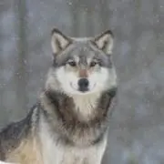 愛犬家の画像