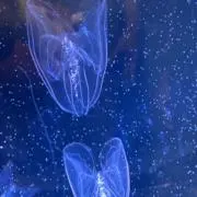 あきの画像