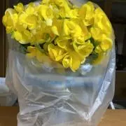 おはの画像