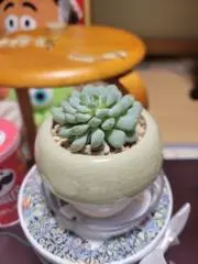 ペレ【断捨離はじめました！】の画像