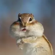 くろわっさん