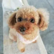 ななこの画像