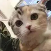 ぴぃ(=^ェ^=)の画像