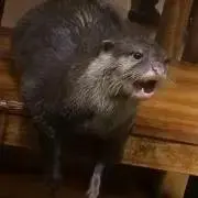 キリンの画像