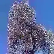 Daifukuの画像