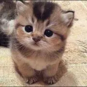 youの画像