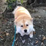 Lilyの画像