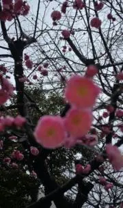 つやっこの画像