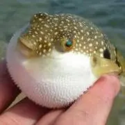 みそ/一部値下げできます\の画像