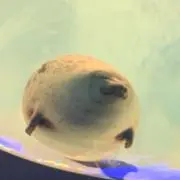 nanana