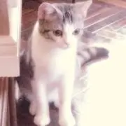 SAKURAの画像